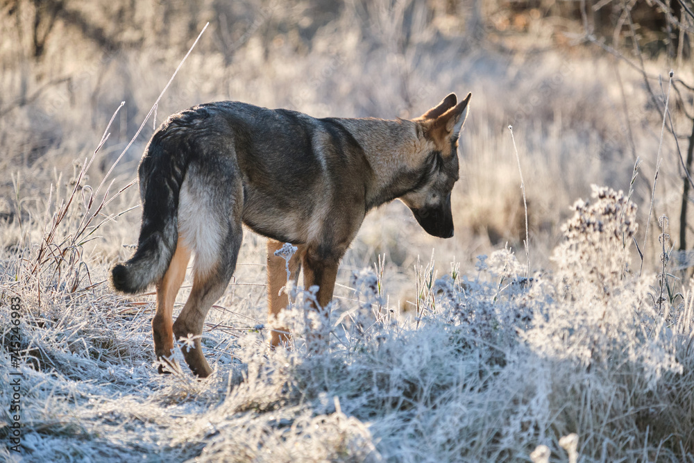 Fototapeta premium Beautiful young German Shepherd female dog in a meadow in winter on a sunny day in Skaraborg Sweden