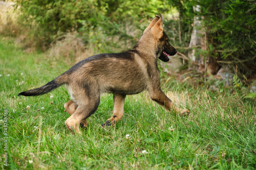 Beautiful German Shepherd puppies playing on a meadow in summer on a sunny day in Skaraborg Sweden Beautiful German Shepherd puppies playing on a meadow in summer on a sunny day in Skaraborg Sweden