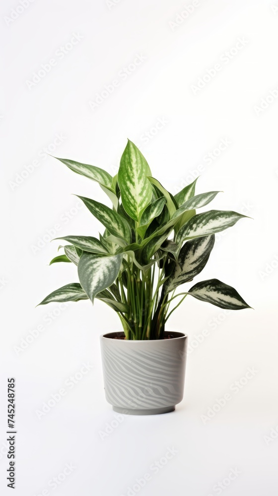 Stock image of a Chinese Evergreen on a white background, lush, variegated leaves, adaptable and durable Generative AI Stock image of a Chinese Evergreen on a white background, lush, variegated leaves, adaptable and durable Generative AI