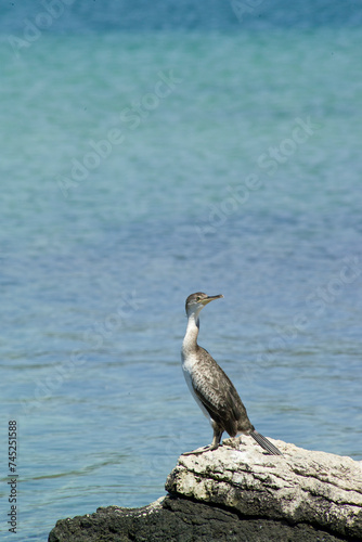  cormorant on the rocks Alghero Sardinia, Italy © antasfoto
