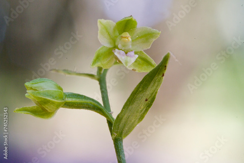 wild Orchid epipactis, Sardinia, Italy photo