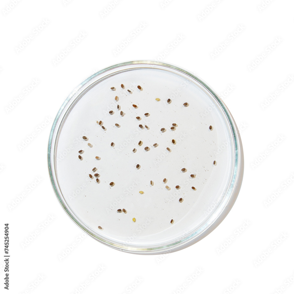 Petri dish with drops of gel and seeds. on an empty background. PNG Petri dish with drops of gel and seeds. on an empty background. PNG