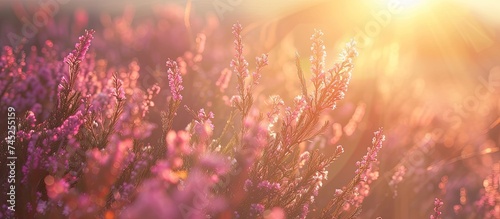 A field filled with vibrant purple flowers under the bright sun. The flowers sway gently in the breeze as the sunlight illuminates their delicate petals.