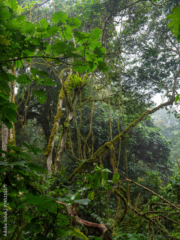 Regenwald im Bwindi Impenetrable National Park, Uganda.