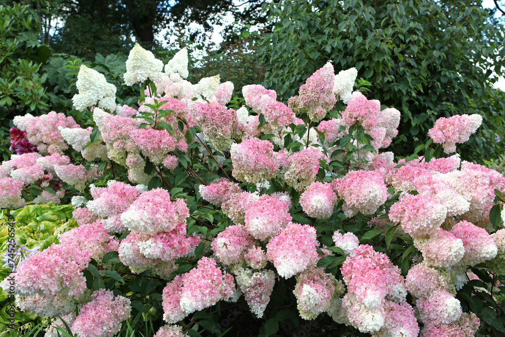 Pink and white Panicle Hydrangea, Vanille Fraise 'Renhy' in flower. Pink and white Panicle Hydrangea, Vanille Fraise 'Renhy' in flower.