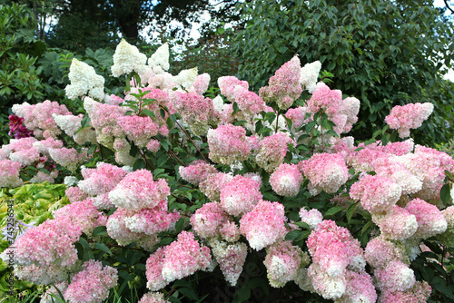 Pink and white Panicle Hydrangea, Vanille Fraise 'Renhy' in flower.