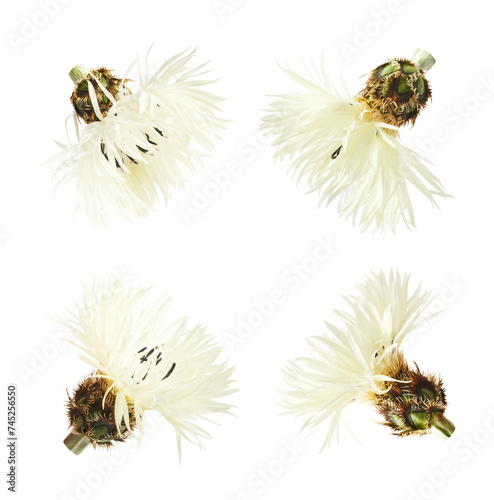 Fresh cornflower blossom beautiful white flowers falling in the air isolated on white background. Zero gravity or levitation spring flowers conception, high resolution image © Agave Studio