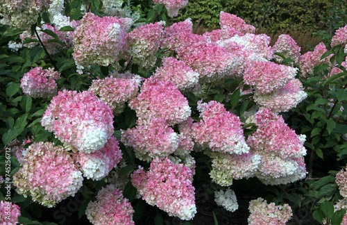 Pink and white Panicle Hydrangea, Vanille Fraise 'Renhy' in flower. photo