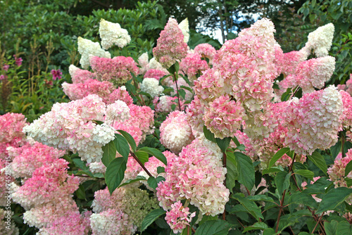 Pink and white Panicle Hydrangea, Vanille Fraise 'Renhy' in flower.