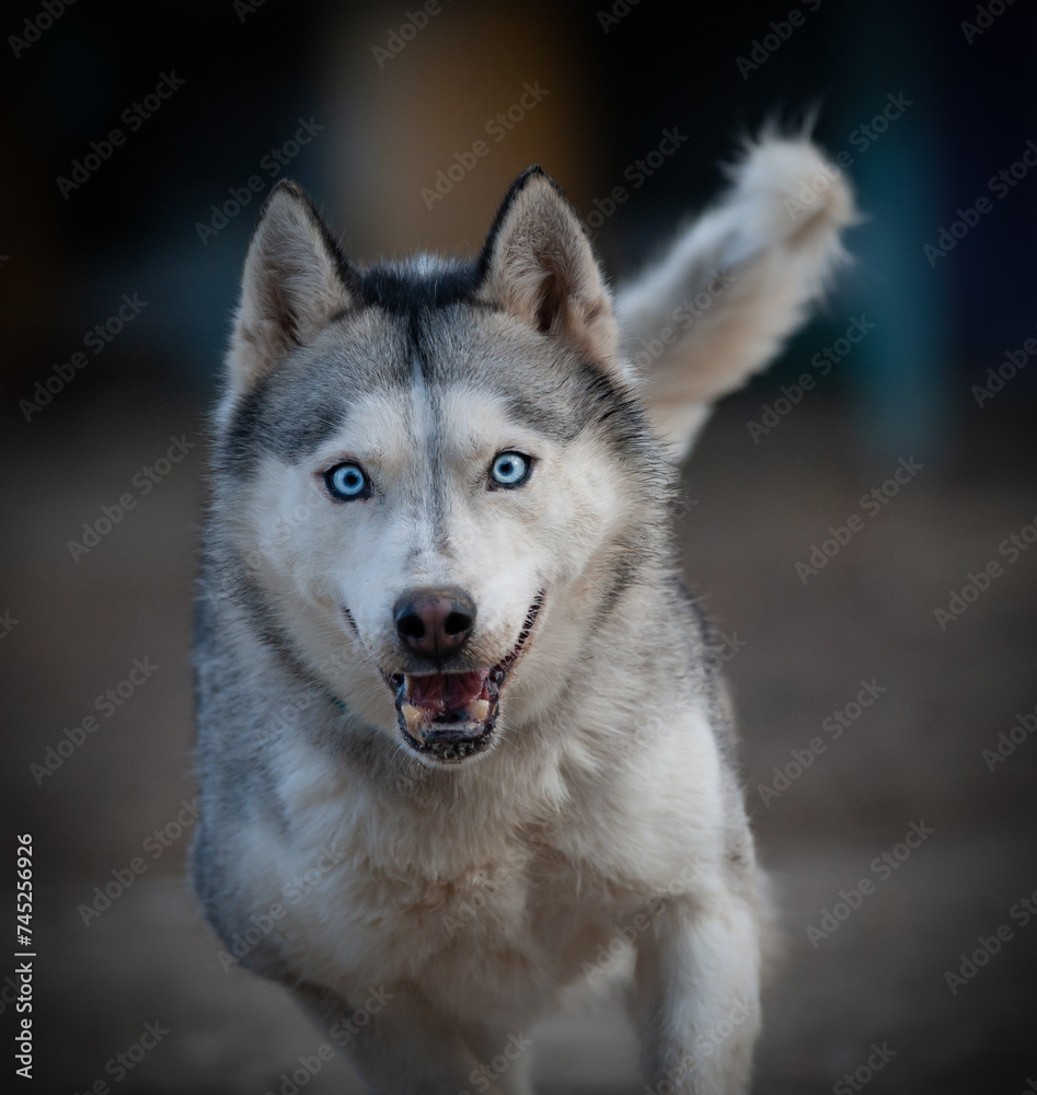 Husky dog running forward