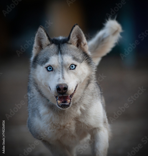 Husky dog running forward