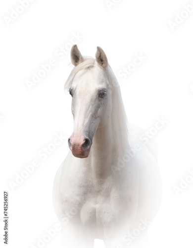 Beautiful white horse © Mari_art