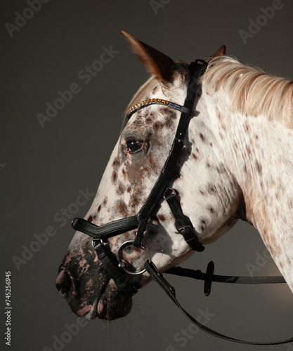 Beautiful knabstrupper horse in a bridle