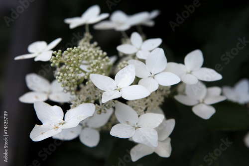 White Hydrangea paniculata, or panicled hydrangea ' 'Last Post' in flower.
