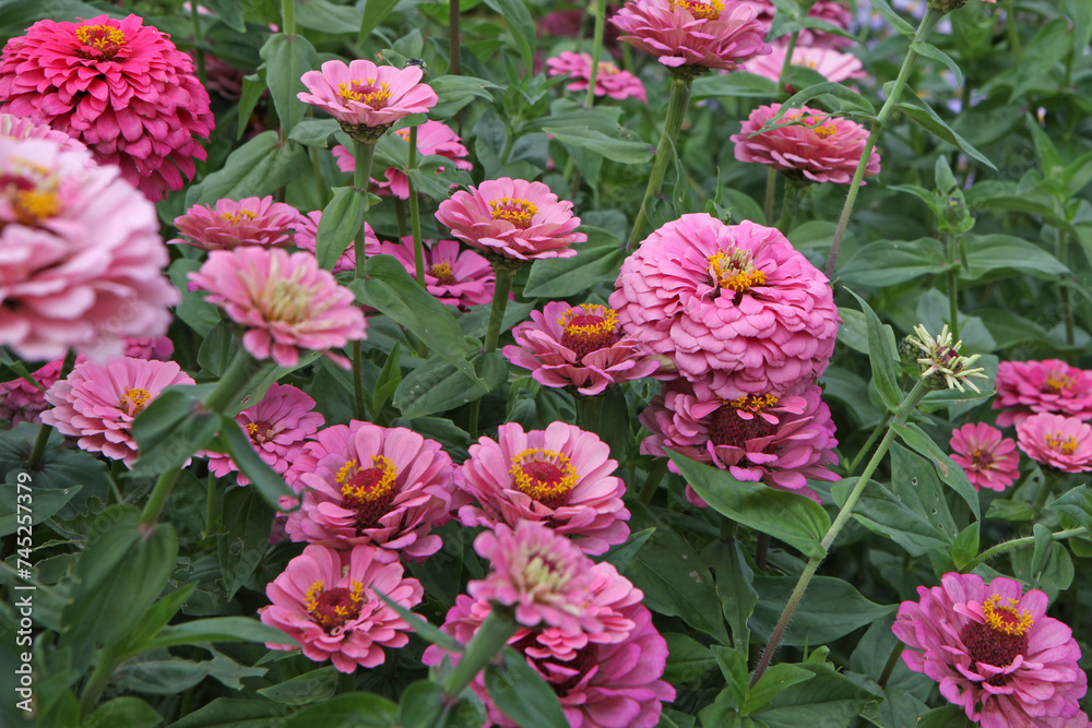 Bright pink Zinnia elegans 'Super Yoga Rose' in flower.