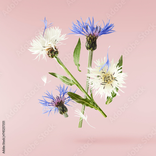 Fresh cornflower blossom beautiful white flowers falling in the air isolated on pink background. Zero gravity or levitation spring flowers conception  high resolution image