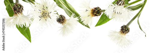 Fresh cornflower blossom beautiful white flowers falling in the air isolated on white background. Zero gravity or levitation spring flowers conception, high resolution image photo