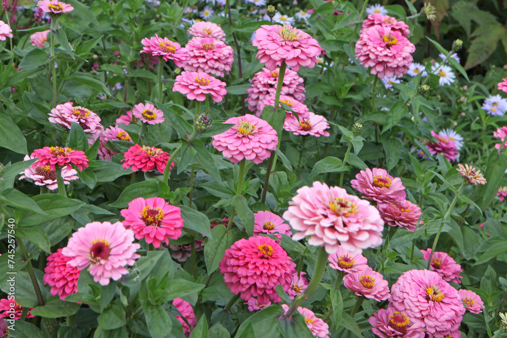 Bright pink Zinnia elegans 'Super Yoga Rose' in flower. Bright pink Zinnia elegans 'Super Yoga Rose' in flower.