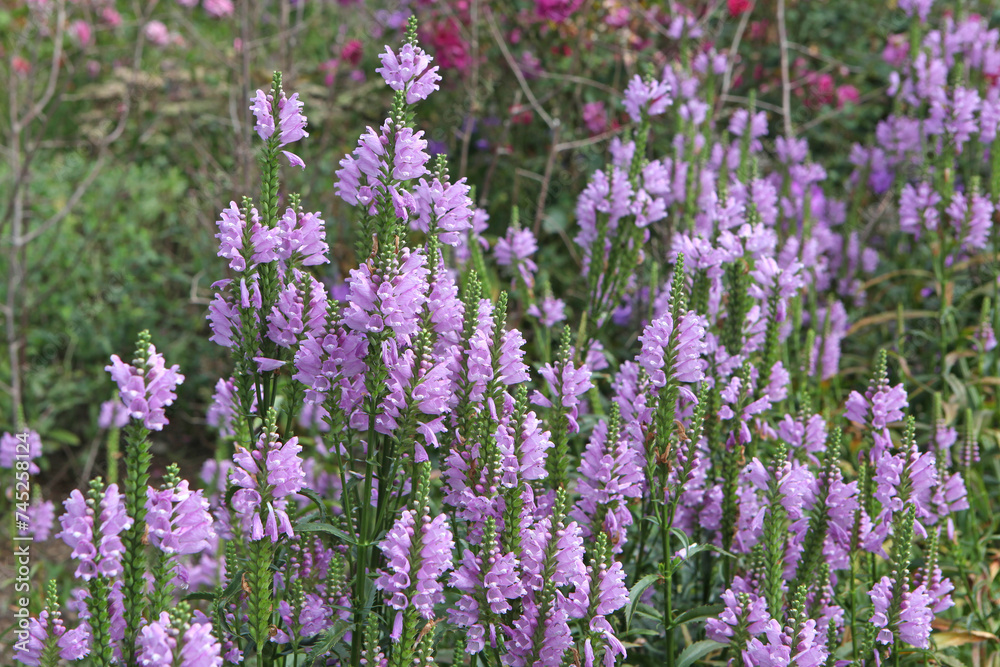 Purple Physostegia virginiana, the obedient plant or false dragonhead Ôrose crownÕ in flower. Purple Physostegia virginiana, the obedient plant or false dragonhead Ôrose crownÕ in flower.