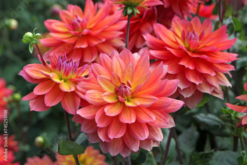 Pink and orange decorative Dahlia 'Firepot' in flower.