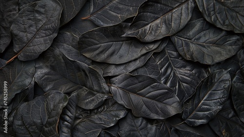 dark nature concept with abstract black leaves for tropical leaf background, providing a monochrome and minimalist aesthetic for a botanical wallpaper
