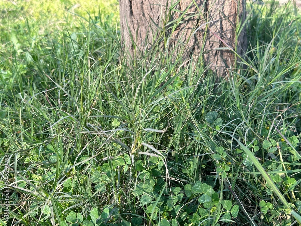 green grass in the wind green grass in the wind