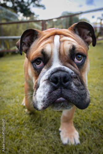 English bulldog portrait close up, sad eyes