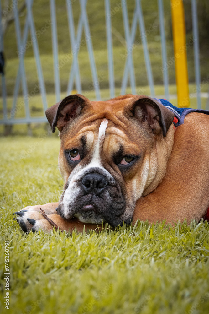English bulldog portrait, frowning