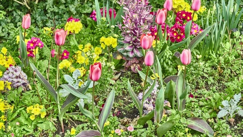 Tulipa gesneriana, the Didier's tulip or garden tulip, is a species of plant in the lily family, cultivated as an ornamental in many countries because of its large, showy flowers. photo