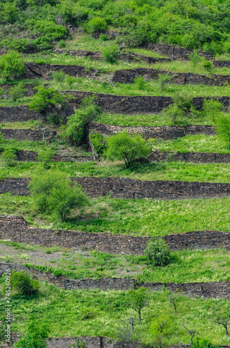fruit terraces at the valley from the river rhine photo