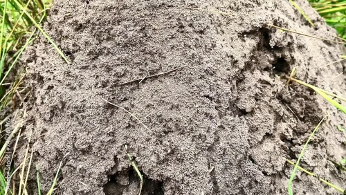 Anthill with running brown ants
