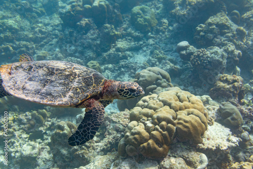Echte Karettschildkröte im Korallenriff auf den Malediven