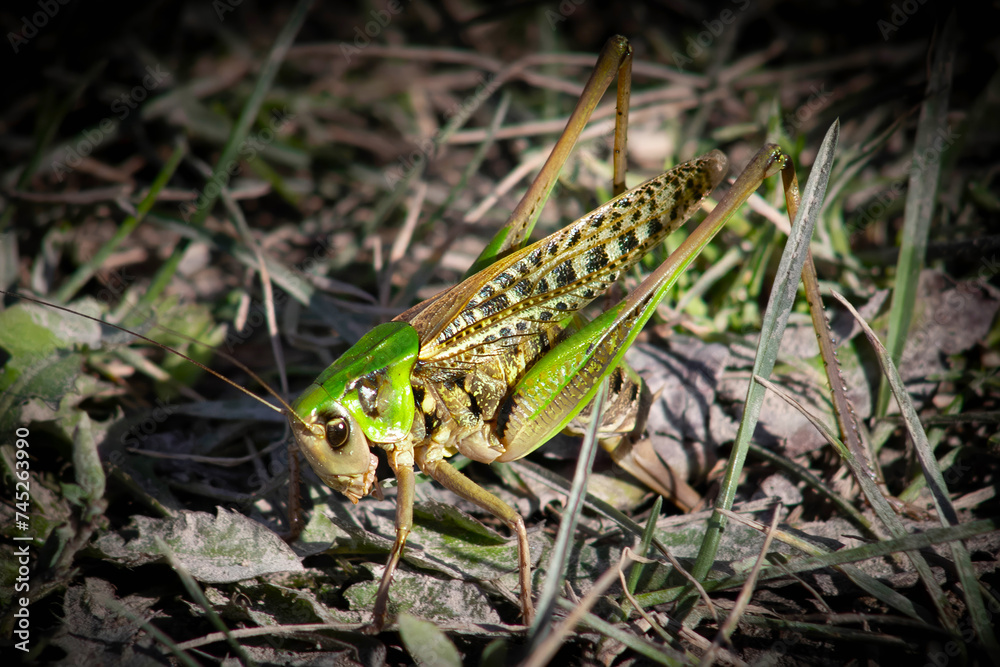 Locust from side eating a green leaf, animal macro. Locust from side eating a green leaf, animal macro.