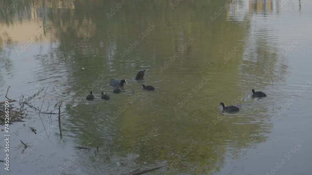 Ducks swim in river creating small waves on surface. Tracking life of wild birds. Survival of creatures in nature and pond for environment inhabitants Ducks swim in river creating small waves on surface. Tracking life of wild birds. Survival of creatures in nature and pond for environment inhabitants