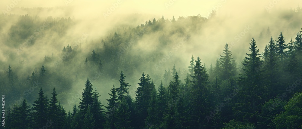 a forest filled with lots of green trees covered in a blanket of fog and smoggy skies with mountains in the distance a forest filled with lots of green trees covered in a blanket of fog and smoggy skies with mountains in the distance