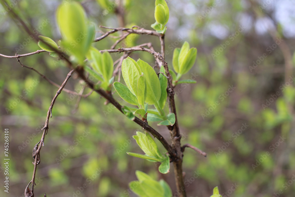 Spring leaves on bushes Spring leaves on bushes