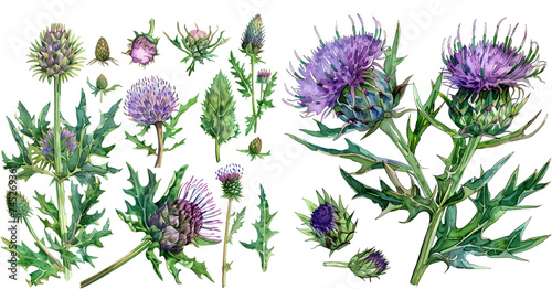 Thistles clipArt watercolor illustration photo