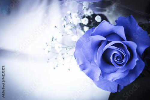 Natural blue rose on grayish background