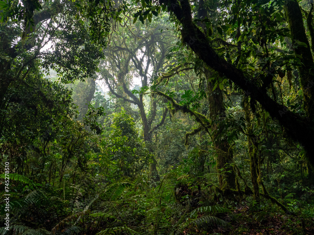Fototapeta premium Regenwald im Bwindi Impenetrable National Park, Uganda.