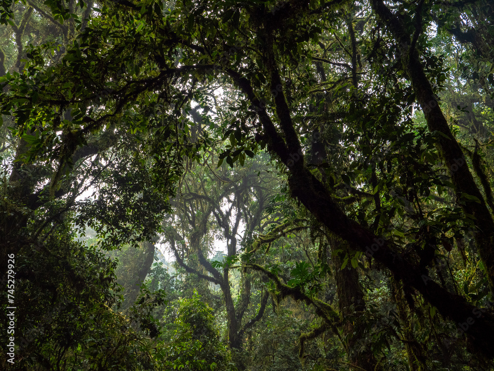 Regenwald im Bwindi Impenetrable National Park, Uganda. Regenwald im Bwindi Impenetrable National Park, Uganda.