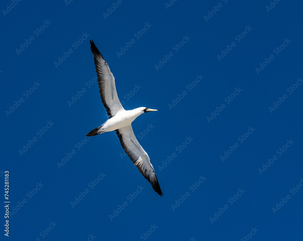Masked Booby bird with wings outstretched with a blue sky background Masked Booby bird with wings outstretched with a blue sky background