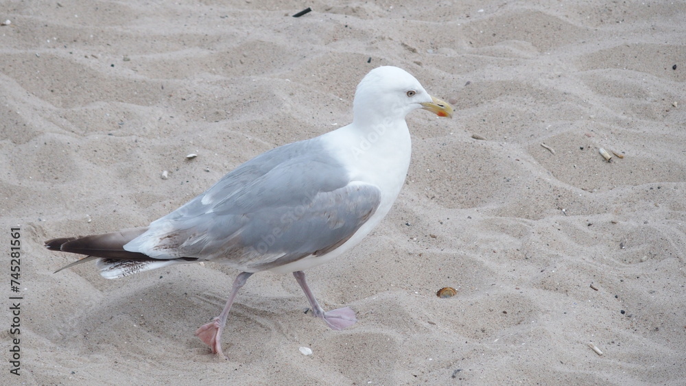 Fototapeta premium Möwen am Strand