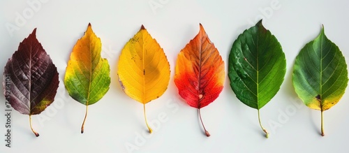 Five distinctively colored leaves, each representing the changing hues of fall, are neatly lined up in a row. The vibrant assortment showcases the natural beauty of seasonal transition. photo