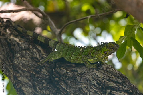 Iguana on a branch in providencia photo