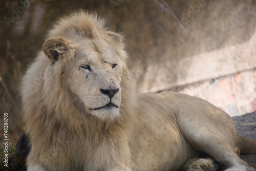 Rare Albino Lion in Serene Repose