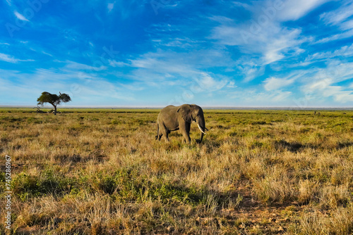An African elephant moves over the vast savanna grasslands of the Amboseli National Park, Kenya