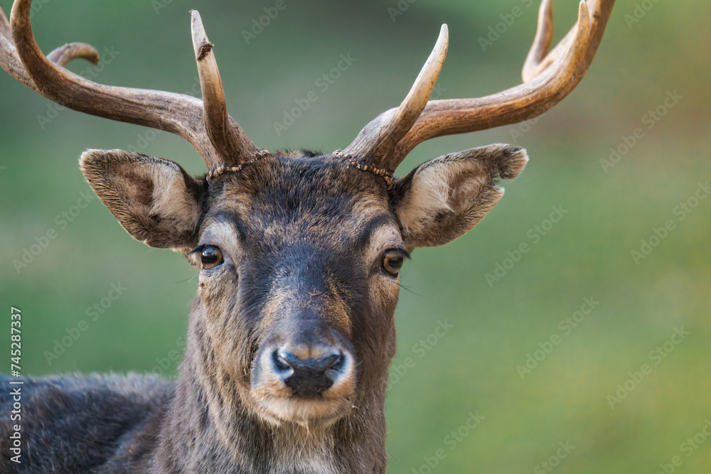 Close up of a male deer buck Close up of a male deer buck
