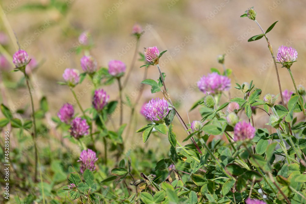 Glade with blooming clover, close-up Glade with blooming clover, close-up