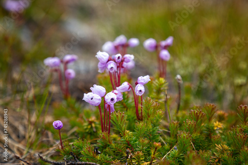 Blooming Phyllodoce in the tundra in summer close up