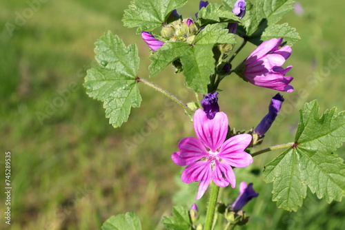 Pink malva sylvestris flower. Green leaves and a sunny day.